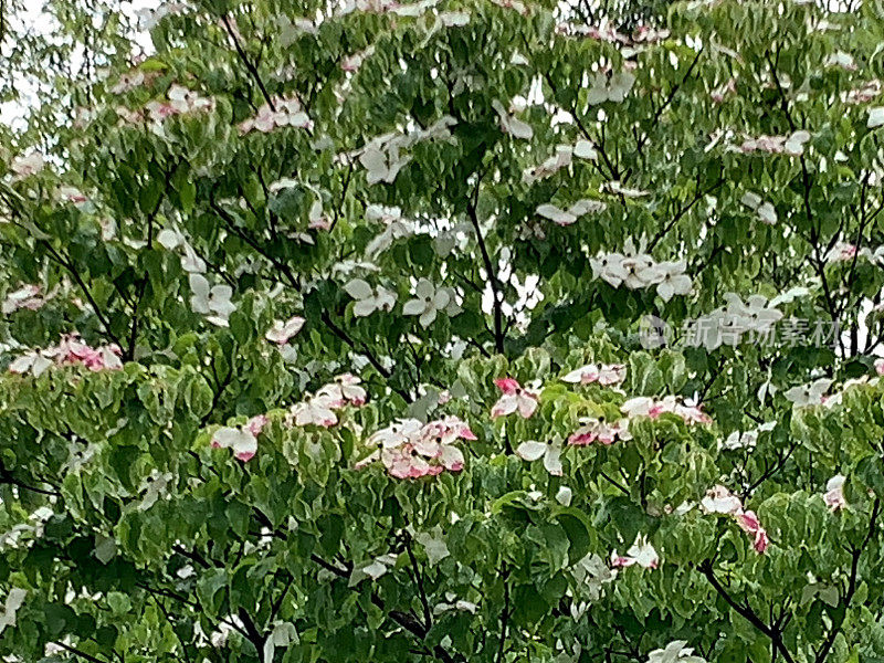 山茱萸/日本山茱萸:美丽的开花植物